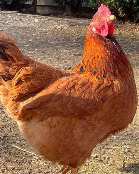 Cinnamon Queen Chicken Breed Profile Information