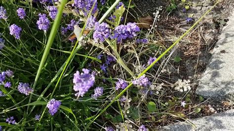 Butterflies Of The Netherlands Holland Youtube