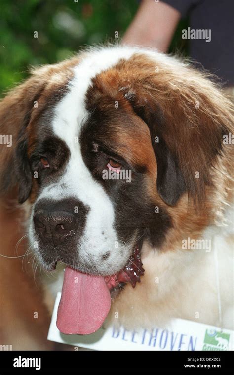 Beethoven dog hi-res stock photography and images - Alamy