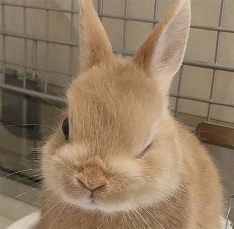 A Brown Rabbit Sitting On Top Of A Bathroom Sink Next To A Mirror With