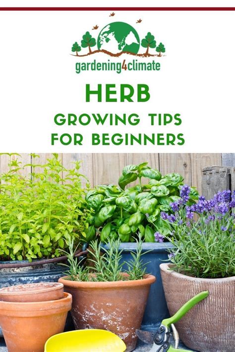 Starting An Herb Garden For Beginners Back Gardener