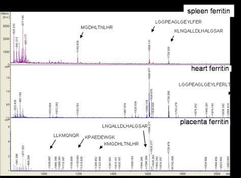 B Representative Maldi Tof Mass Spectra Of Tryptic Digests Of Download Scientific Diagram