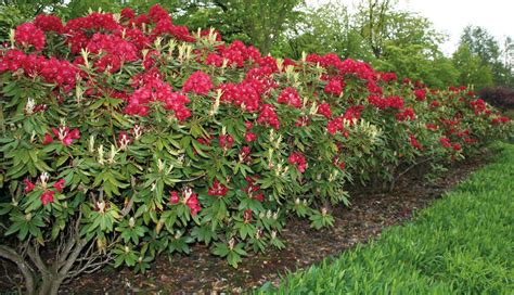 Описание гибридного рододендрона Нова Зембла: посадка и уход, зимостойкость