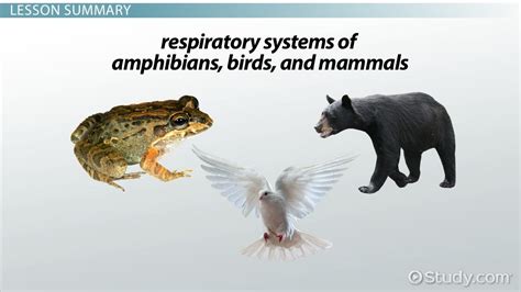 Animal Respiratory System | Birds, Amphibians & Mammals - Lesson | Study.com