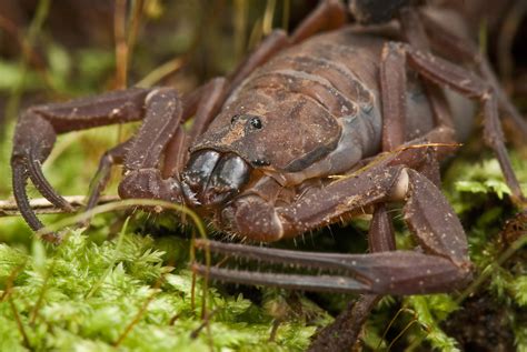 Free photo: Scorpion macro - Arachnid, Brown, Bug - Free Download - Jooinn