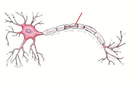 Axon Diagram Diagram | Quizlet