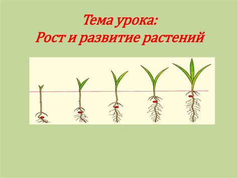 Рост и развитие растений - online presentation