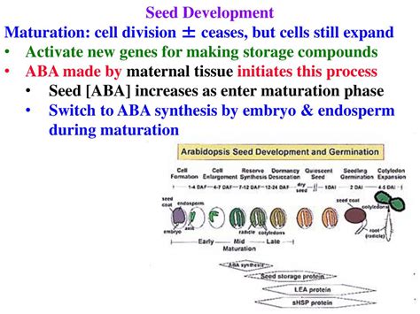 Plant Growth And Development Ppt Download