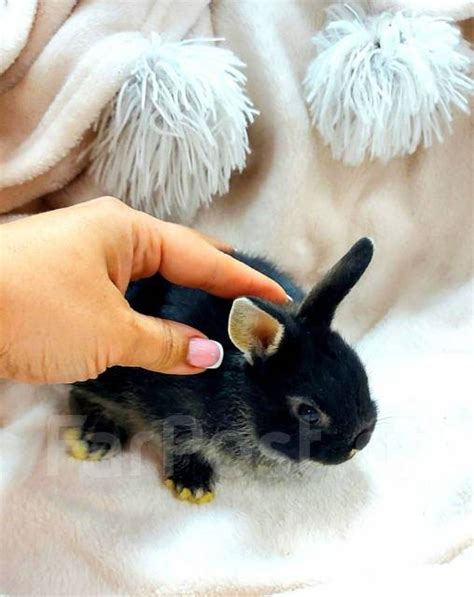 Декоративные крольчата, в наличии. Цена: 3 500₽ во Владивостоке