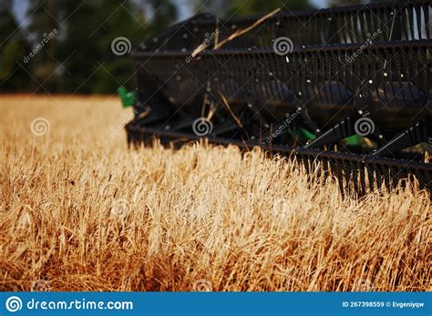 Agricultural Combine Harvester In The Field During Harvest Ripe Wheat