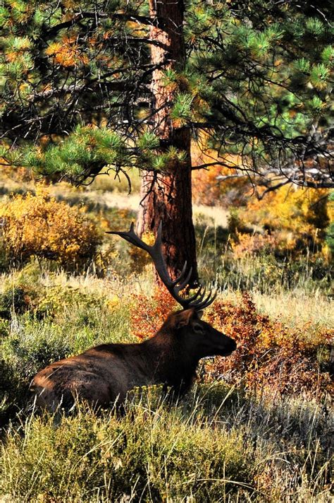 A Bull Elk Lounging Before The Big Chase By Emily Stauring Bull Elk