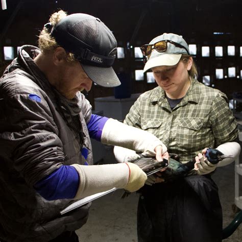 A field season on Middleton Island: Part II – cormorant oceanographers