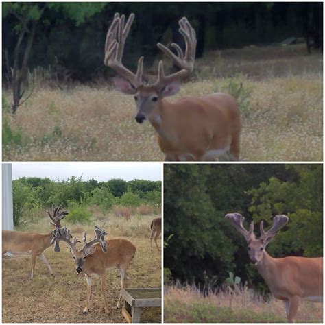 How To Find The Best Texas Whitetail Leases For A Successful And Memorable Hunting Season In The Great Outdoors