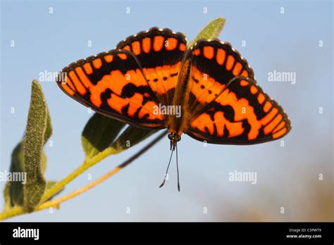 Butterfly Wildlife Africa Hi Res Stock Photography And Images Alamy