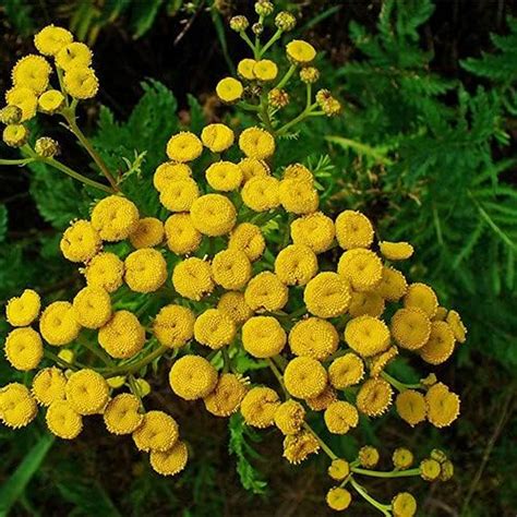 plant world seeds tanacetum vulgare seeds perennial flower seeds