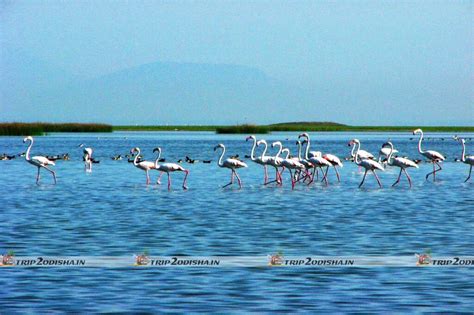 Chilika Lake: The largest coastal lagoon in India – Trip2Odisha