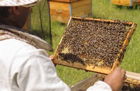 When Is The Best Time Of Day To Inspect A Beehive Grumpy Bees Bee
