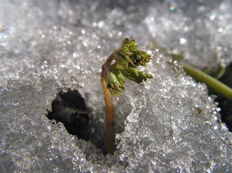 Стратификация семян лаванды, яблони, сосны и других растений