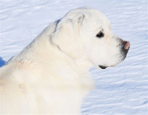 English Golden Retriever - ElkRidge Goldens