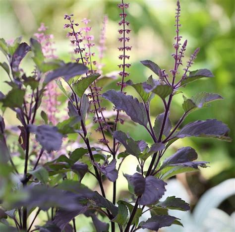 Holy Basil Krishna Tulsi Ocimum Tenuiflorum Basil Plant Etsy