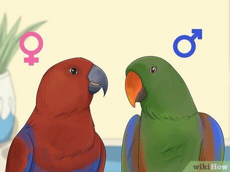 How To Tell The Sex Of Parrots Ringnecks Parakeets More