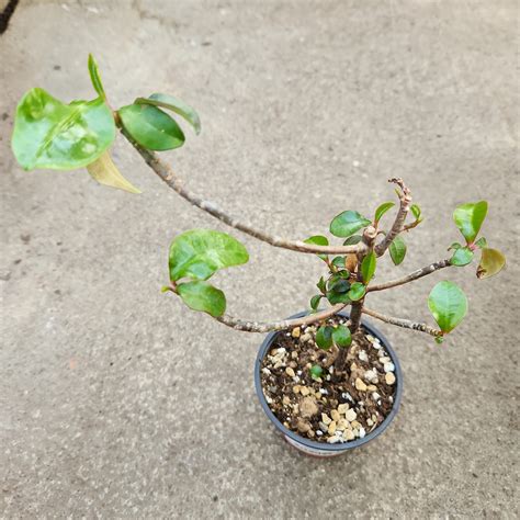 Euphorbia Geroldii Succulentes Plantearium Serres Lavoie