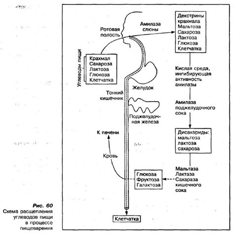 Раздельное питание и совместимость продуктов | KATETSPORT