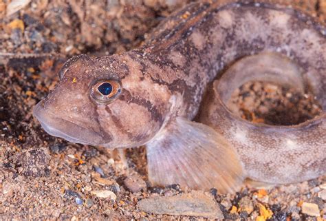 Ocean Pout Juvenile Photograph By Andrew J Martinez Fine Art America