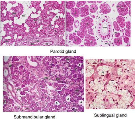 Lab F Histology Of The Oral Cavity Flashcards Quizlet