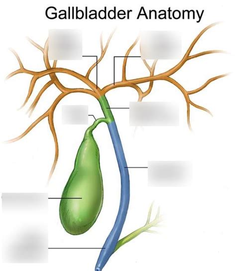 Gallbladder Anatomy Diagram | Quizlet