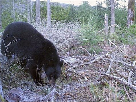 Trail Cam Photos That Reveal Oregon S Hidden Wildlife Oregonlive