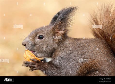Cute Hungry European Red Squirrel Eating Walnut Sciurus Vulgaris