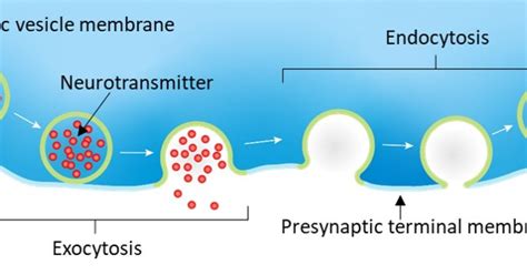 Exocytosis And Endocytosis