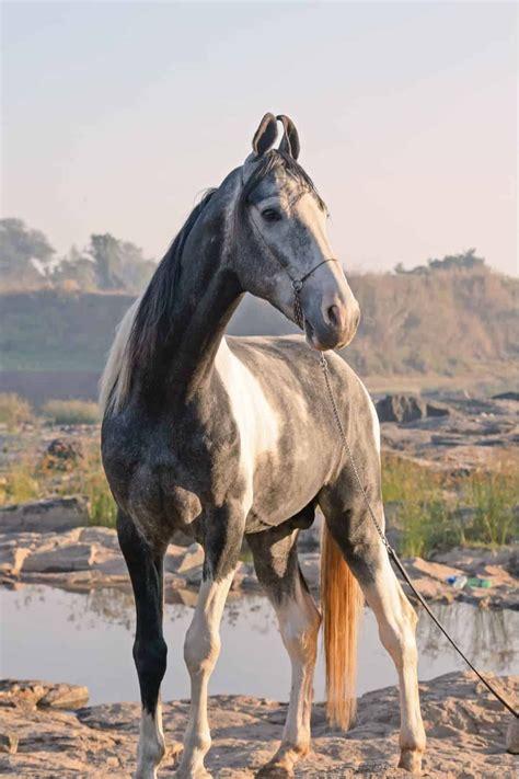 14 rare horse breeds in the world – Artofit