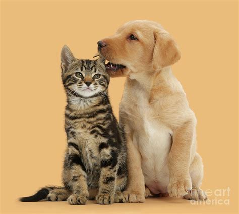 Listen Pussy Cat Photograph By Warren Photographic Fine Art America