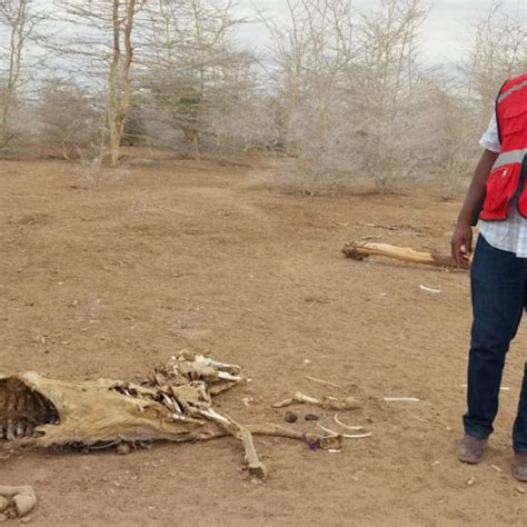 Millions Of Kenyans Are Staring At Starvation As Drought Continues To Bite