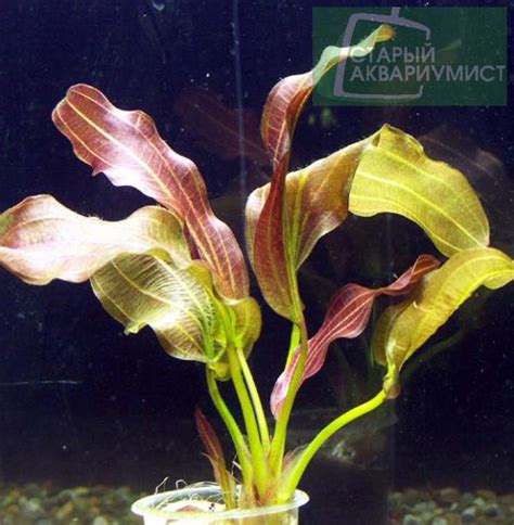 Echinodorus Reni- Эхинодорус Рени | Московские Аквариумные Растения