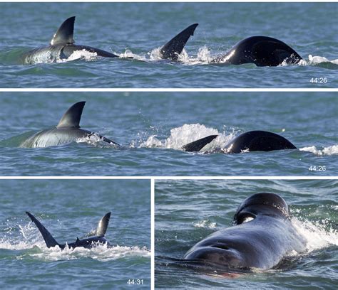 Orca observed hunting and killing a great white shark by itself for the