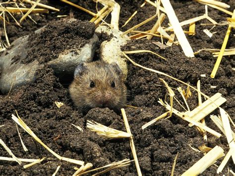 Vole Control: How To Get Rid Of Voles | Gardening Know How