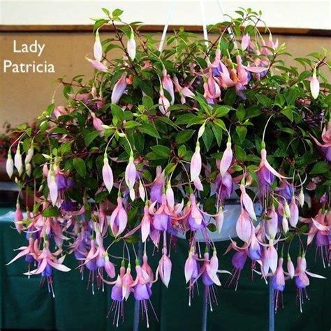 Hanging Basket Fuchsia - Lady Patricia Mountbatten | White House Nursery