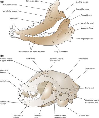 Cat Teeth Anatomy