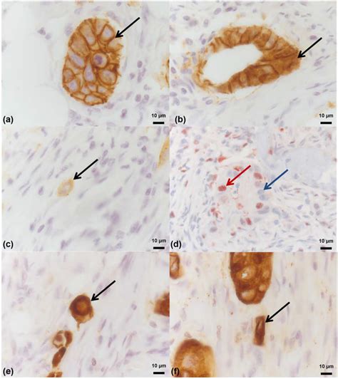 Form Follows Function Morphological And Immunohistological Insights