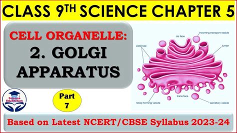 Golgi Apparatus Structure And Function The Fundamental Unit Of Life