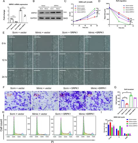 Overexpression Of SRPK1 Attenuated Inhibition Of MiR 659 3p In