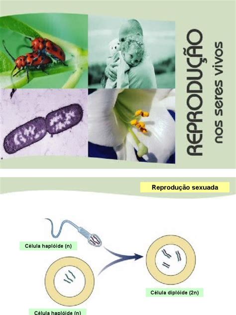 Reprodução Sexuada Pdf Meiose Cromossomo