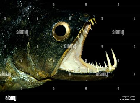 Is A Dogfish