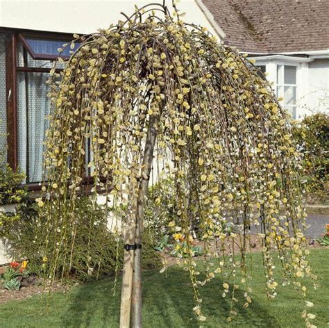 Best Types Of Pussy Willow Balcony Garden Web