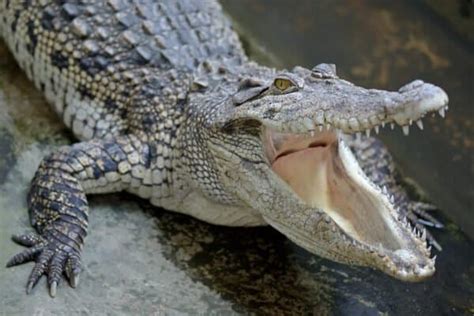 Crocodile Speed: How Fast Can Crocodiles Run? - A-Z Animals