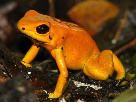 El anfibio más venenoso del mundo Medio Ambiente