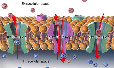 Diffusion Cell Membrane